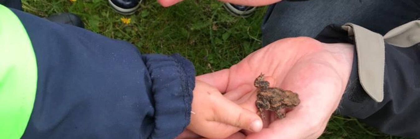 Die Kinder lernen einen Frosch kennen