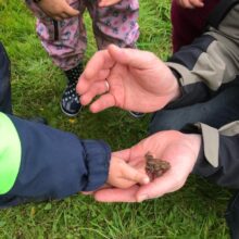 Die Kinder lernen einen Frosch kennen